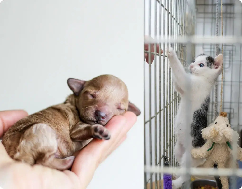 Baby puppy in a person's hand and a kitten in a crate.